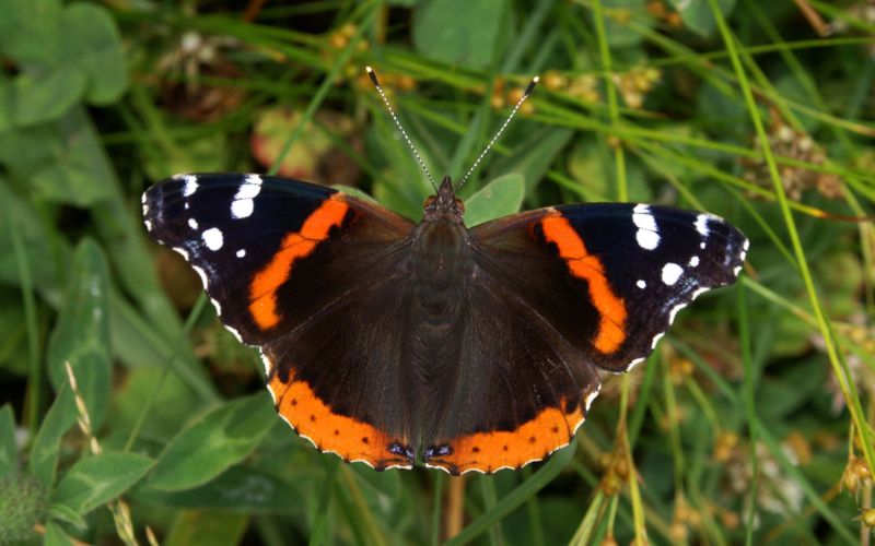 Красивая расцветка бабочки Красивая расцветка бабочки
