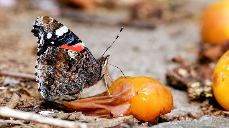 Есть фрукт Есть фрукт