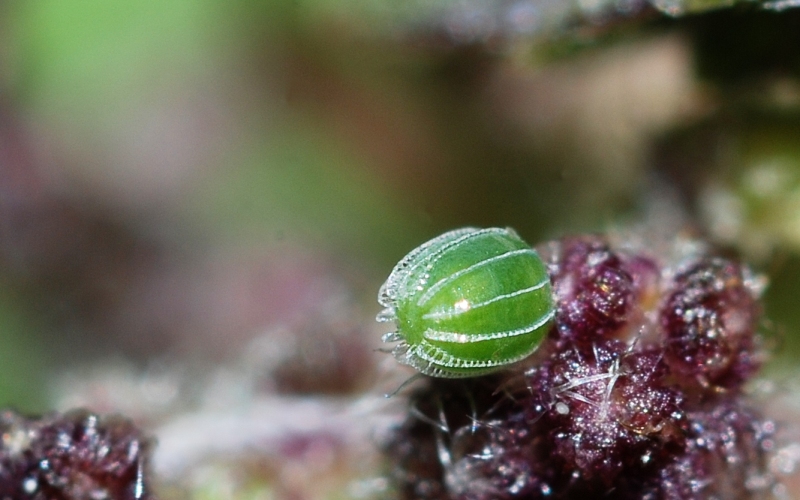 Яйцо бабочки адмирал Яйцо бабочки адмирал