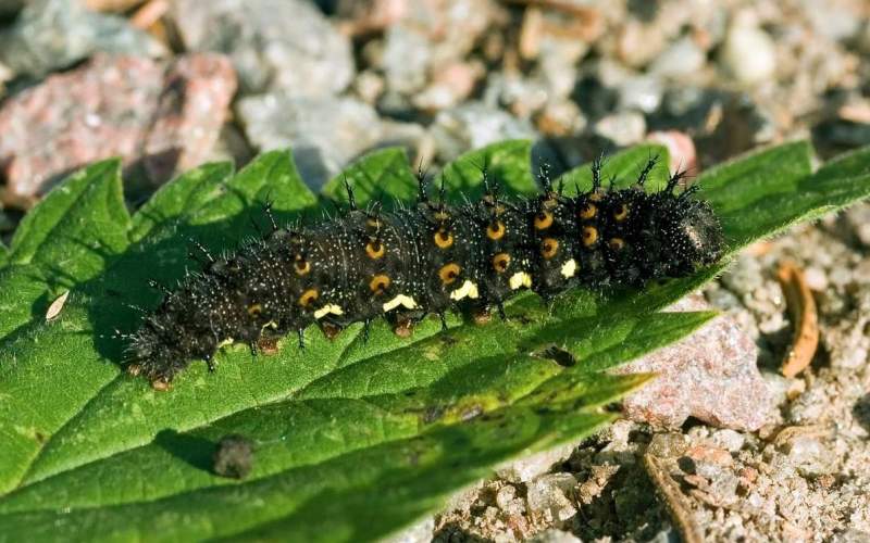 Гусеница бабочки адмирал Гусеница бабочки адмирал