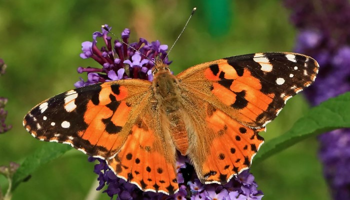 Бабочка Адмирал: где живет, опесница, интересные факты