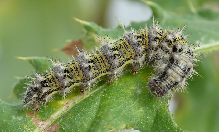 Бабочка Адмирал: где живет, опесница, интересные факты