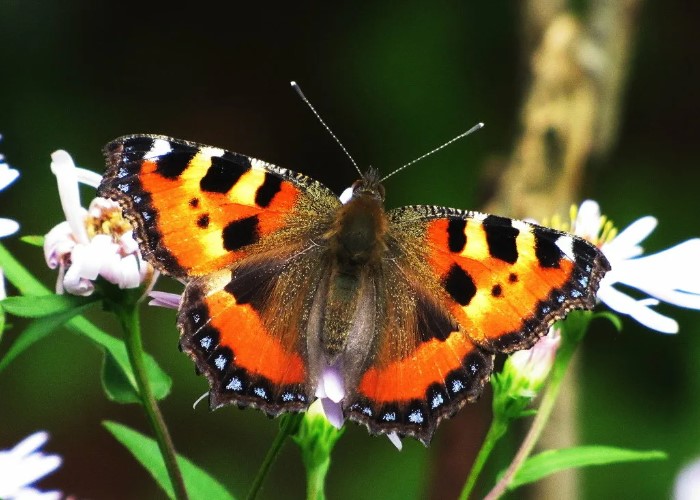 Бабочка Адмирал: где живет, опесница, интересные факты