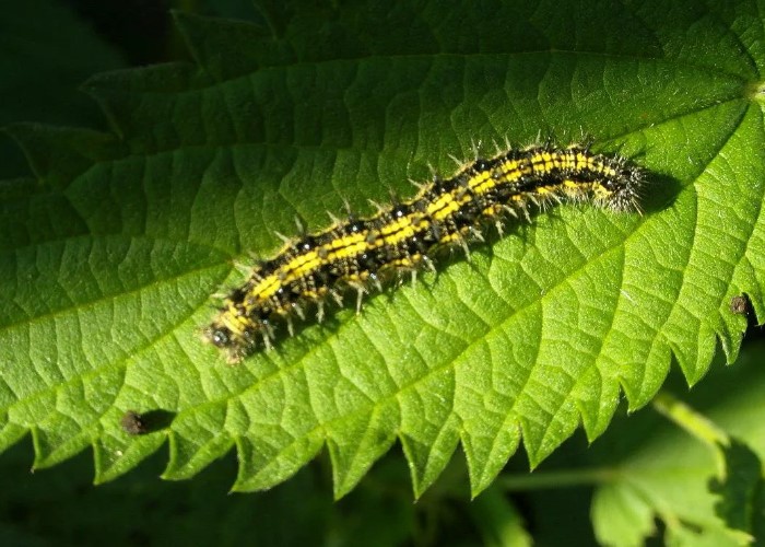 Бабочка Адмирал: где живет, опесница, интересные факты