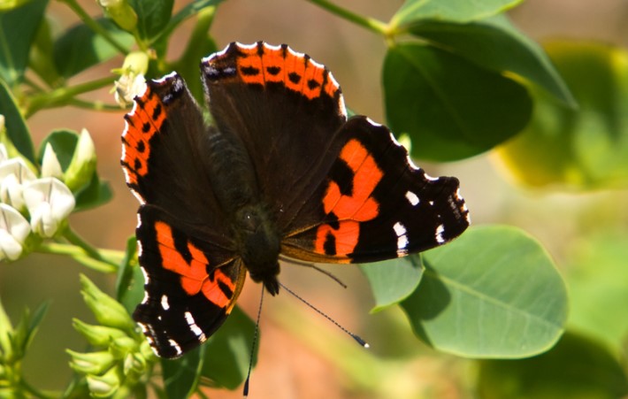 Бабочка Адмирал: где живет, опесница, интересные факты