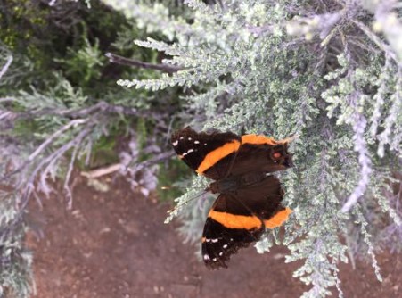 Бабочка Адмирал: где живет, опесница, интересные факты