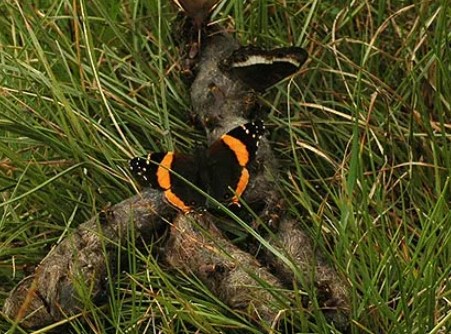 Бабочка Адмирал: где живет, опесница, интересные факты