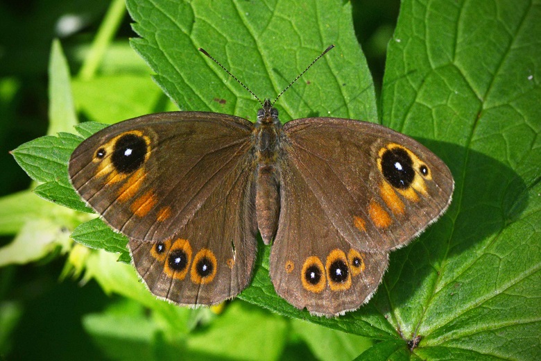 Бархатница черноморская