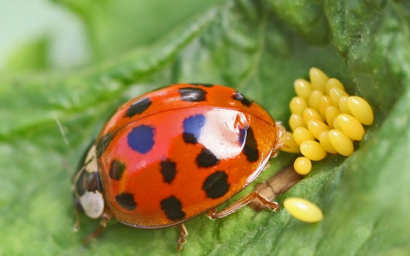 Личинки божьей коровки Личинки божьей коровки