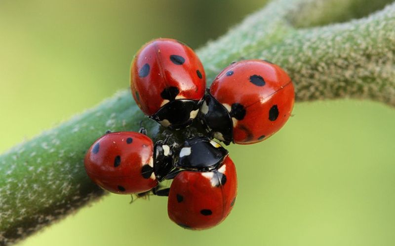 Красивые насекомые Красивые насекомые