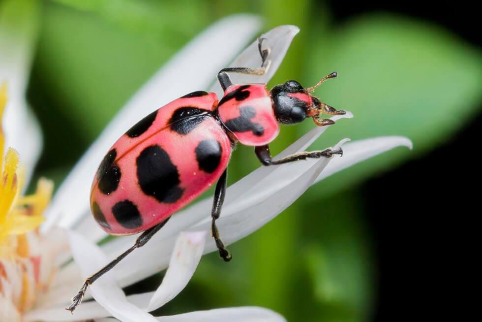 Божья коровка: что ест, сколько живет, как выглядит, сколько ног, среда обитания, враги, размножение