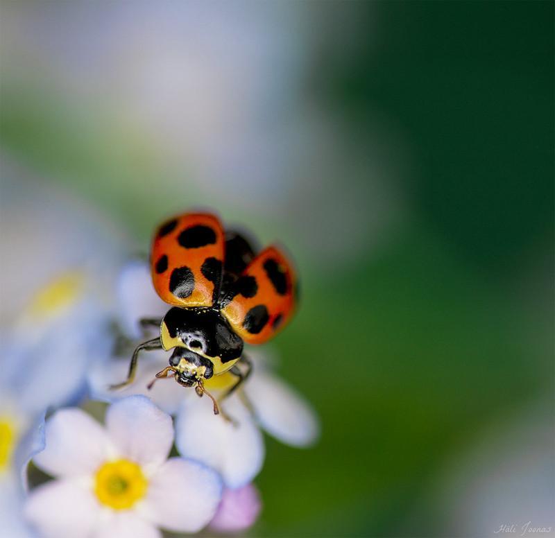 Божья коровка: что ест, сколько живет, как выглядит, сколько ног, среда обитания, враги, размножение