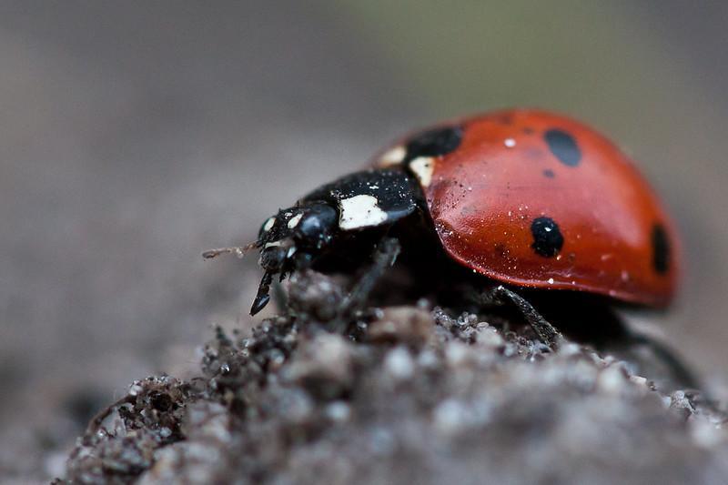Божья коровка: что ест, сколько живет, как выглядит, сколько ног, среда обитания, враги, размножение