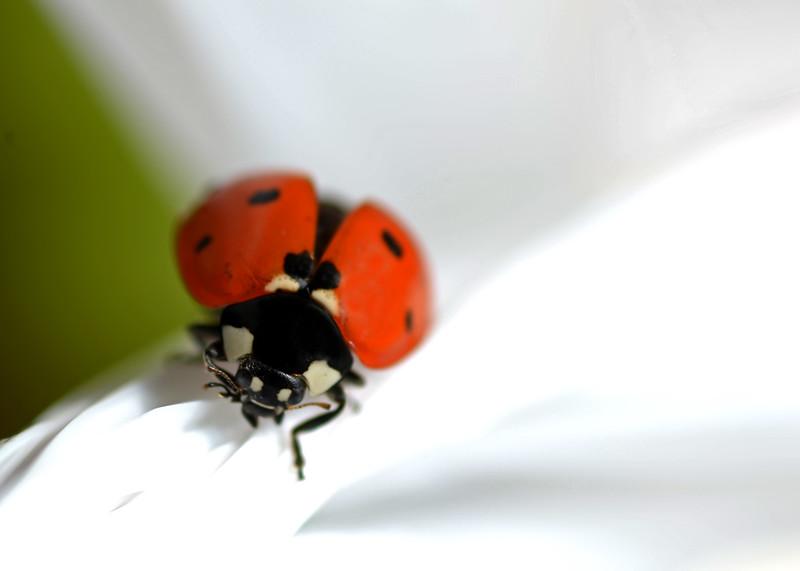 Божья коровка: что ест, сколько живет, как выглядит, сколько ног, среда обитания, враги, размножение