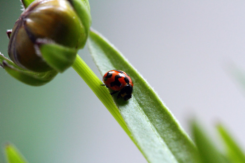Божья коровка: что ест, сколько живет, как выглядит, сколько ног, среда обитания, враги, размножение