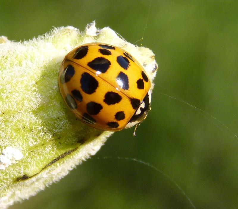 Божья коровка: что ест, сколько живет, как выглядит, сколько ног, среда обитания, враги, размножение