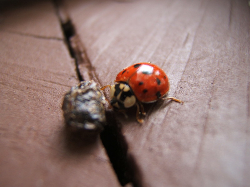 Божья коровка: что ест, сколько живет, как выглядит, сколько ног, среда обитания, враги, размножение