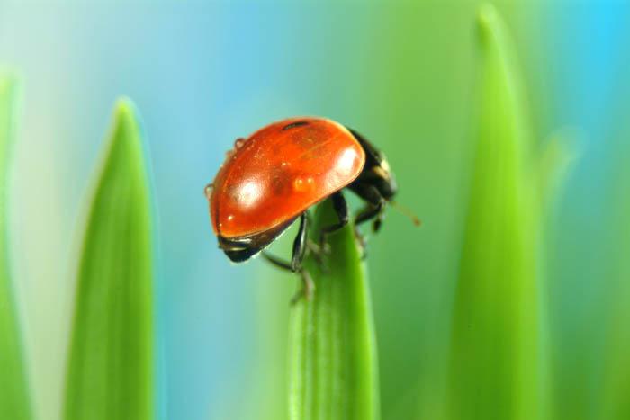 Божья коровка: что ест, сколько живет, как выглядит, сколько ног, среда обитания, враги, размножение