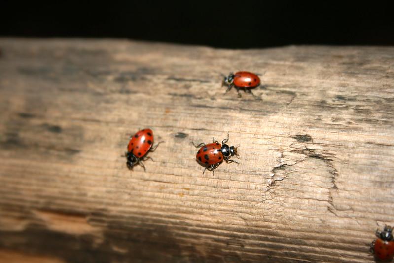 Божья коровка: что ест, сколько живет, как выглядит, сколько ног, среда обитания, враги, размножение