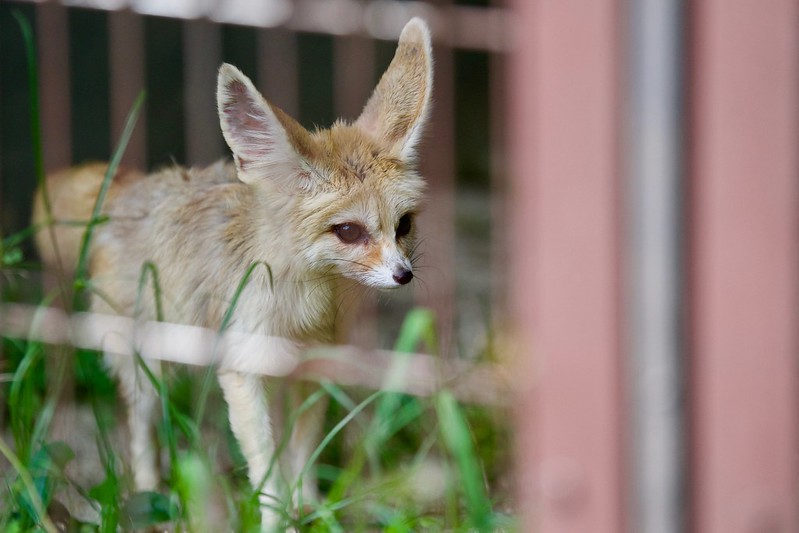 Лиса фенек (95 фото): описание и характер животного, образ жизни, враги, питание и содержания