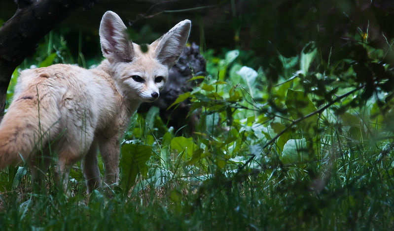 Лиса фенек (95 фото): описание и характер животного, образ жизни, враги, питание и содержания