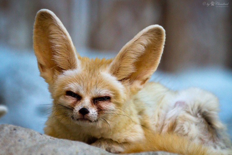 Лиса фенек (95 фото): описание и характер животного, образ жизни, враги, питание и содержания