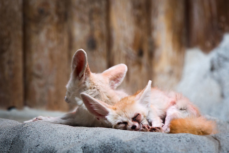 Лиса фенек (95 фото): описание и характер животного, образ жизни, враги, питание и содержания