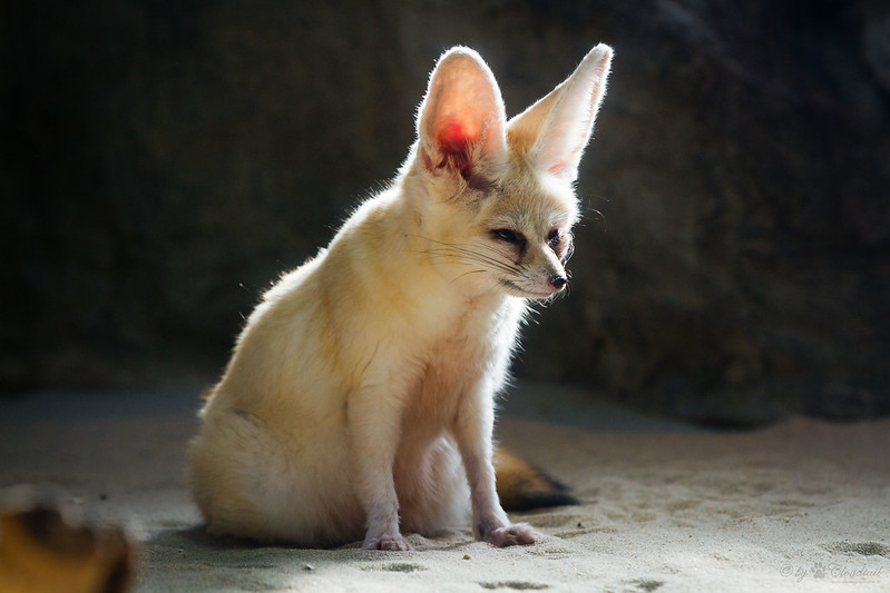 Лиса фенек (95 фото): описание и характер животного, образ жизни, враги, питание и содержания