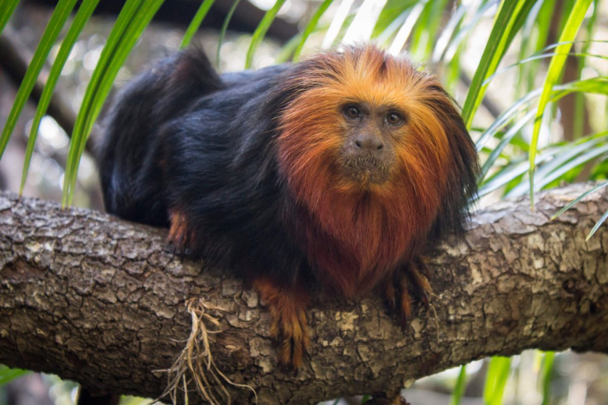 Изображение для статьи о самых маленьких обезьянах в мире