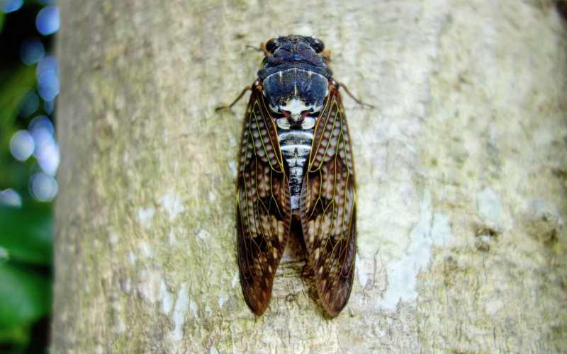 Сидя на дереве