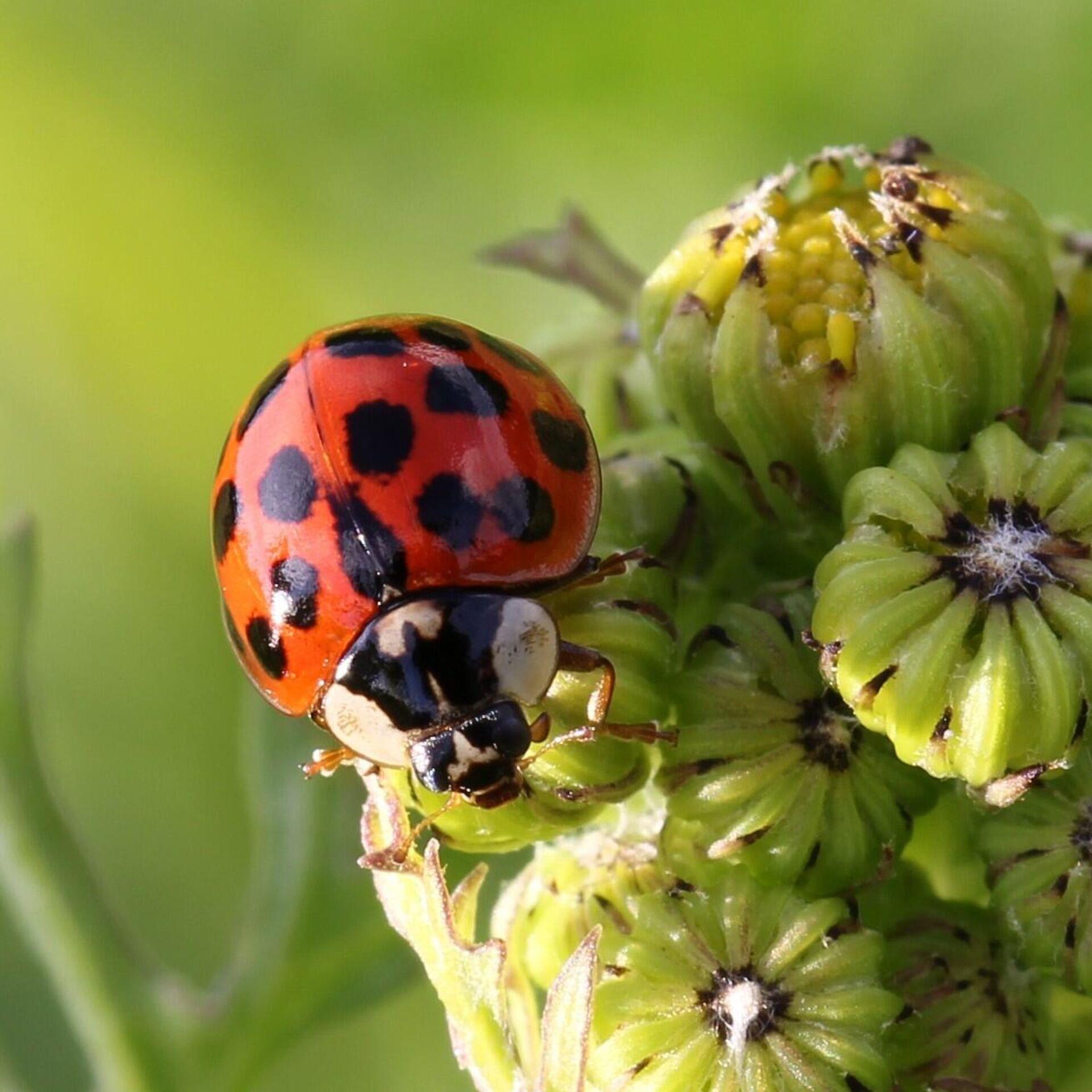 Божья коровка: что ест, сколько живет, как выглядит, сколько ног, среда обитания, враги, размножение