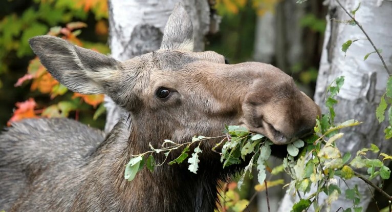 Европейский лось – самый крупный представитель оленей