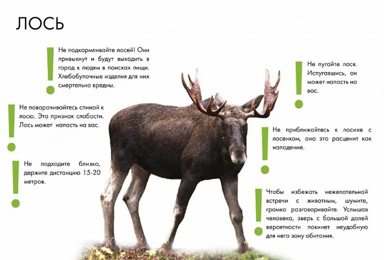 Европейский лось – самый крупный представитель оленей