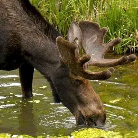 Европейский лось – самый крупный представитель оленей