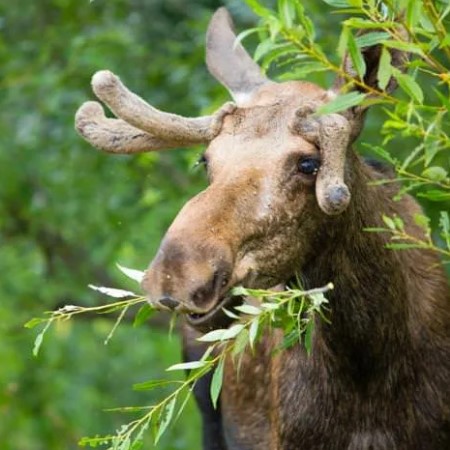 Европейский лось – самый крупный представитель оленей