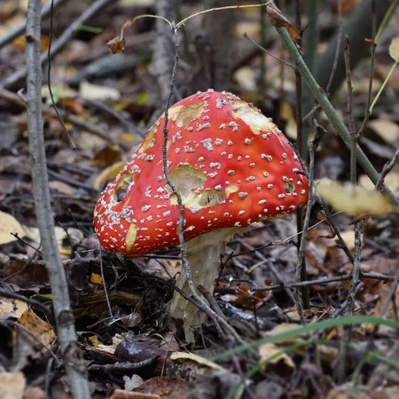 Европейский лось – самый крупный представитель оленей