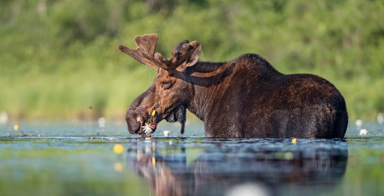 Европейский лось – самый крупный представитель оленей