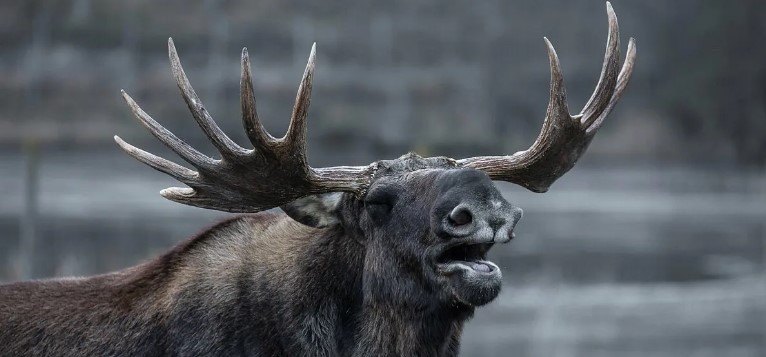 Европейский лось – самый крупный представитель оленей