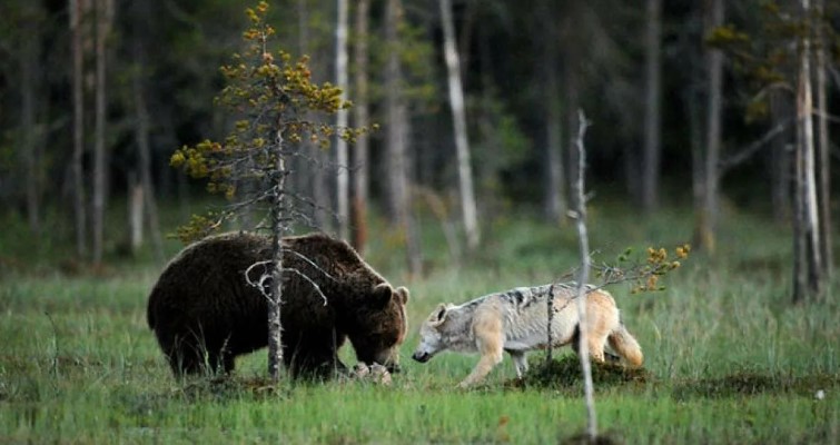 Европейский лось – самый крупный представитель оленей