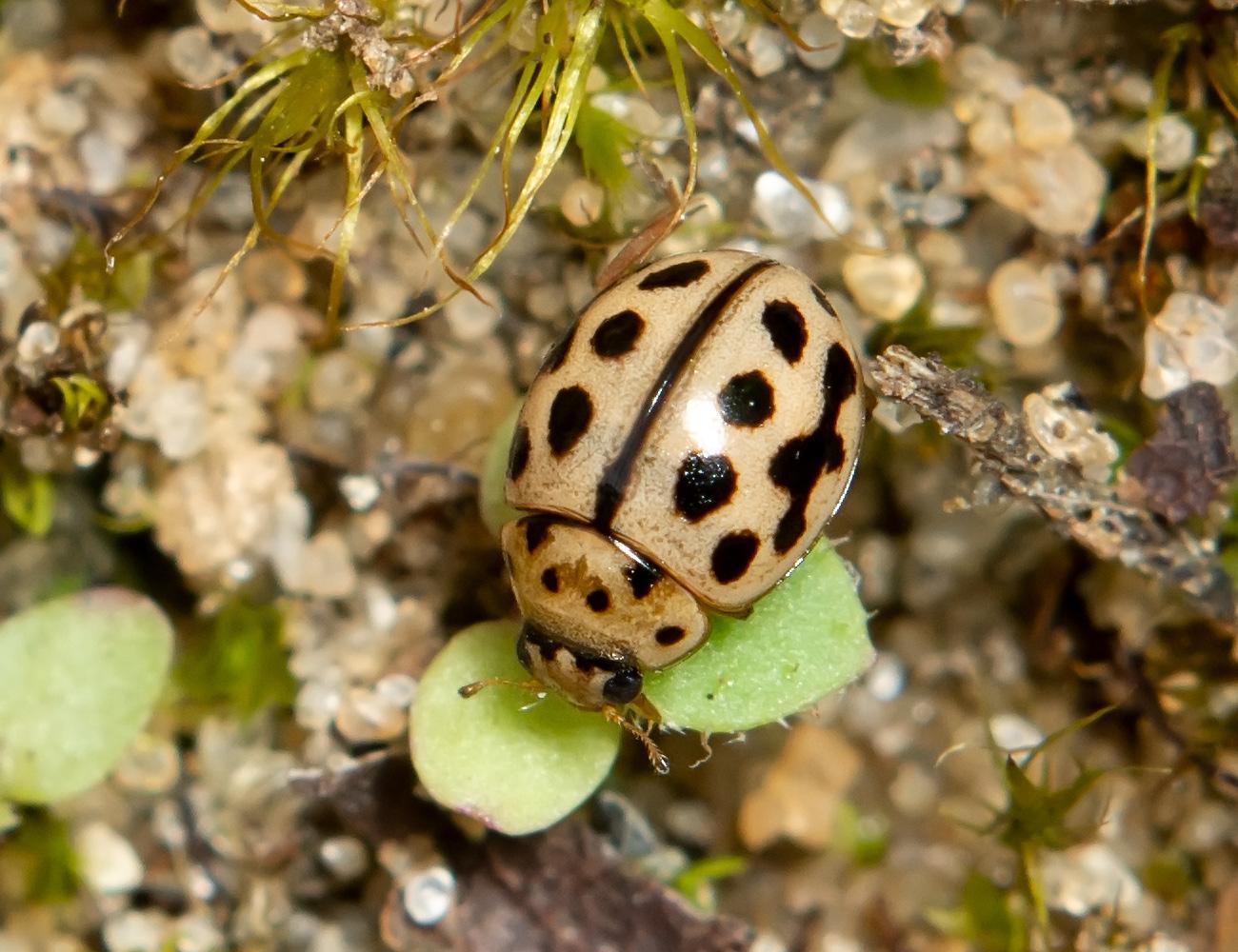 Божья коровка: что ест, сколько живет, как выглядит, сколько ног, среда обитания, враги, размножение