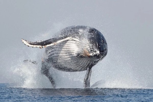 О чем поет горбатый кит, пятый по величине кит на планете