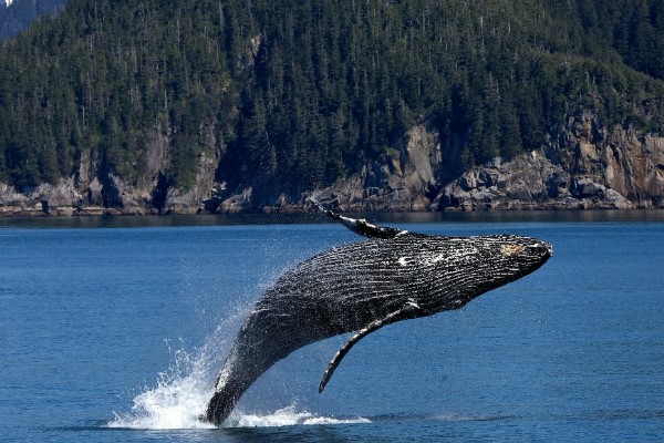 О чем поет горбатый кит, пятый по величине кит на планете