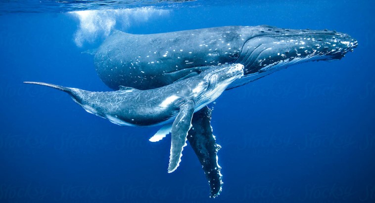 О чем поет горбатый кит, пятый по величине кит на планете