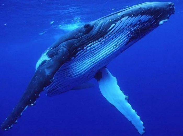 О чем поет горбатый кит, пятый по величине кит на планете