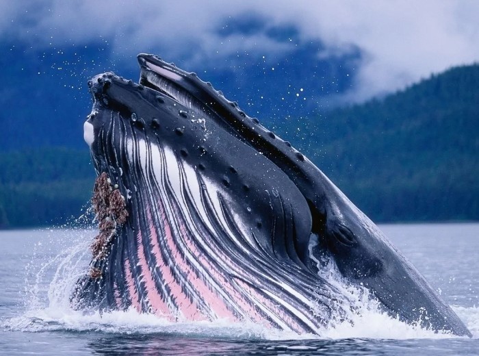 О чем поет горбатый кит, пятый по величине кит на планете