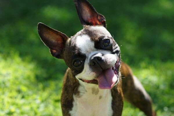 Бостон-терьер