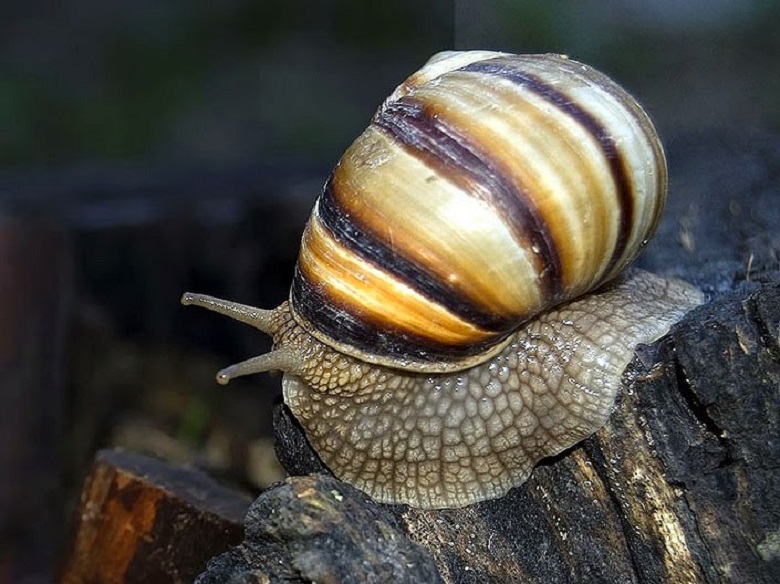 Helix lucorum taurica