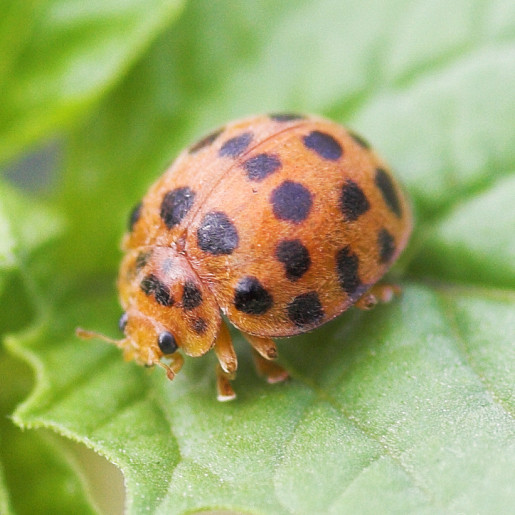Божья коровка: что ест, сколько живет, как выглядит, сколько ног, среда обитания, враги, размножение