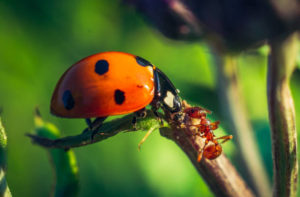 Божья коровка