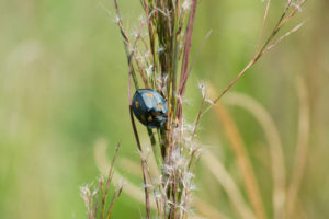 Божья коровка